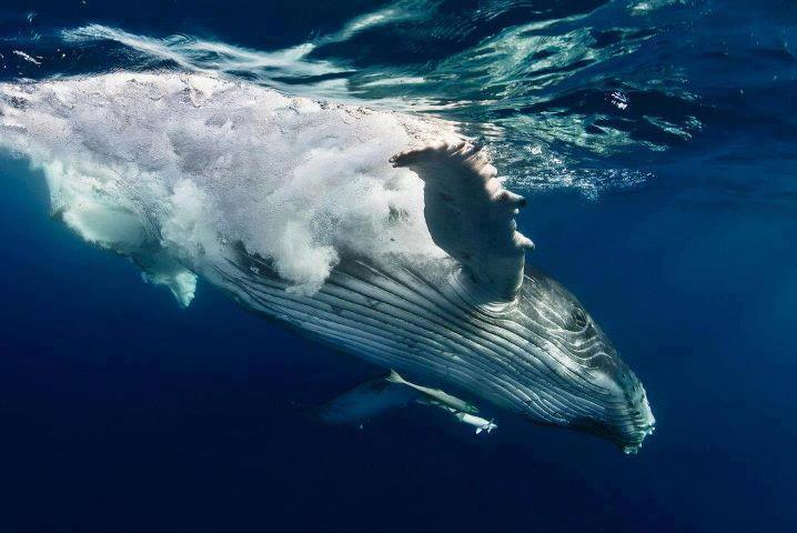 baleine-à-bosse-2